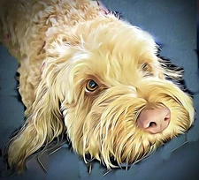 MyPet Image Photography - creating an artistic rendition of your pet's photo