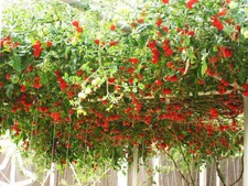35 SEEDS - tomato TRIP L CROP - ITALIAN TREE VINE GroCo - BUY 15 FREE SHIPPING