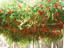 35 SEEDS - tomato TRIP L CROP - ITALIAN TREE VINE GroCo* - BUY 15=FREE SHIPPING