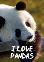 Vivienne Ainslie | I Love Pandas Notebook | Taschenbuch | Englisch (2020)