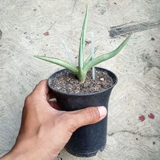 Sansevieria Dancing Dragon Rare Uniqe Snake Plant
