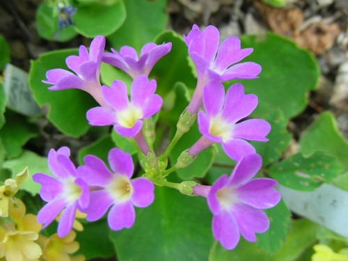 Alpine Primroses : 50 Seeds : Small European Hybrids : Mixed Colours : Primula - Picture 5 of 12