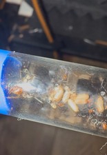 Honeypot Ant colony 5W-10w Myrmecocystus Placodop - Insect FEEDER