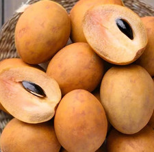 Semillas de sapodilla de azúcar morena - 35 piezas | Manilkara zapota | para plantar