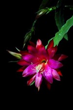 Epiphyllum Epicactushybride, cactus a foglia piccola pianta 'Christmas Bells'