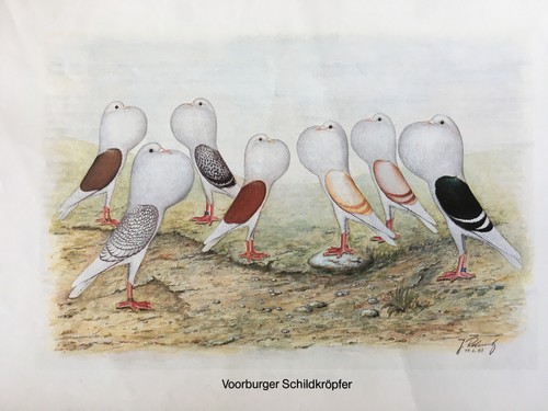 Geschenkidee für Taubenzüchter - nostalgische Kunstdrucke gerahmt - Kröpfer - Bild 34 von 35