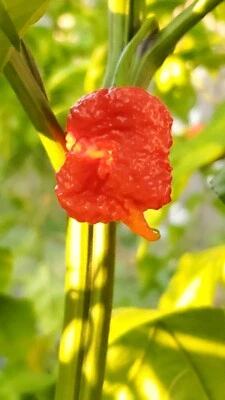 INKED GARDENER 15 Carolina Reaper SEEDS Non Isolated