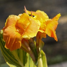 Canna Tropicanna Gold Exotic Variegated Foliage Yellow Flower Pot 2 9cms