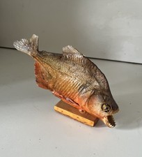 Stunning Red-Bellied Piranha (pygocentrus nattereri). Mounted. 