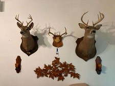 (2) 8 Points Whitetail Deer Shoulder Mount Taxidermy  and 4 points Antler