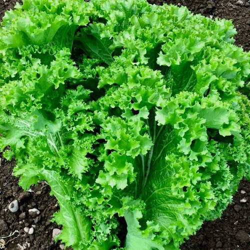 Heirloom 1.99 Vegetable Garden Seeds 250 Varieties Combined Shipping .99 NON GMO - Picture 195 of 240
