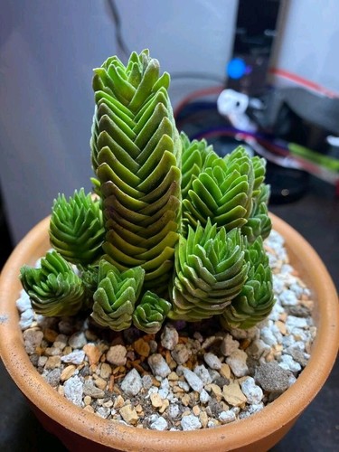 Spectacular Rare “Buddha’s Temple” Crassulas Starter Plants - Picture 11 of 12