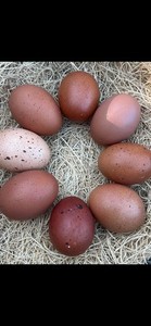Chicken Hatching Eggs Black Copper Marans