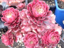 One plant (5 flower heads) Aeonium Chanel succulent plant rooted