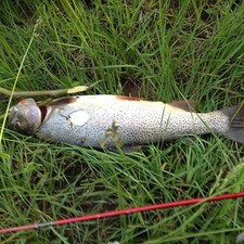 Colorado Spinners.  Going Trout fishing soon?  Great lures.  Three lures.