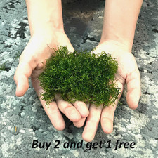 Riccia - floating plants *BUY 2 Get 1 FREE*Free of chemicals