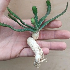 Euphorbia stellata CAUDEX POT 6 CM On its own root RARE!