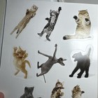 Foto 17 di 19