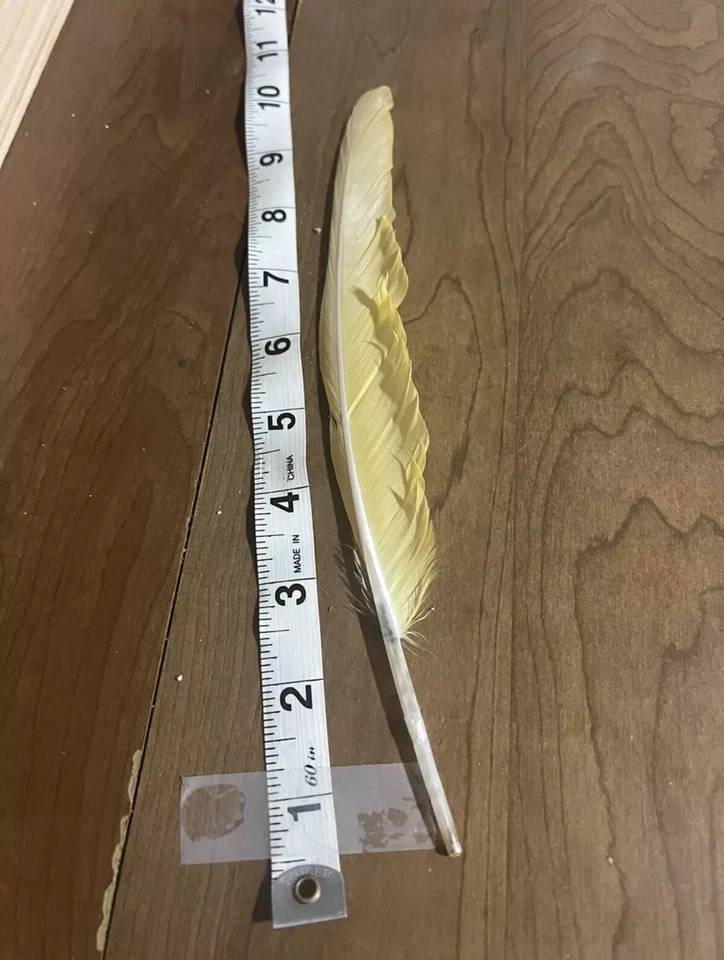 "Pluma de vuelo rara amarilla loro guacamayo frontal rojo 9-10"" anormalidad genética" Foto 3 de 4