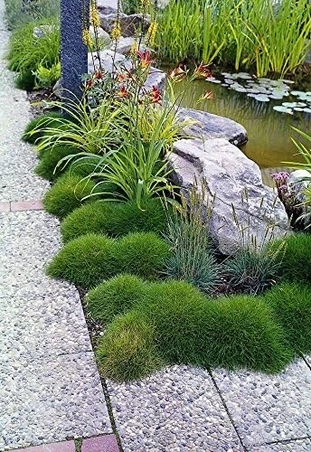 3 x Festuca gautieri (Ziergras/Gräser/Stauden/Bodendecker) Bärenfellgras - Bild 4 von 8