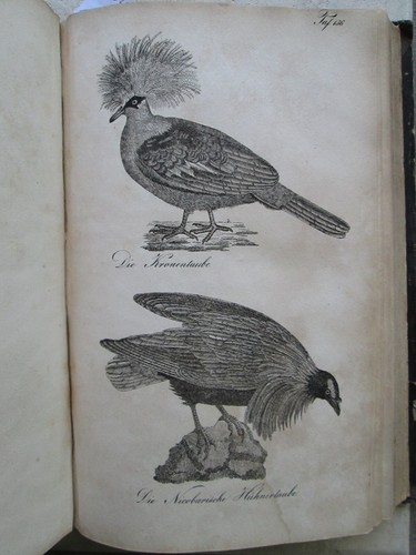BUHLE : DIE NATURGESCHICHTE... Halberstadt, 1835. 167 planches d'oiseaux - Picture 10 of 18
