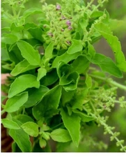 200+ Tulsi Seeds (Ocimum tenuiflorum) Organic Tulasi, Medicinal Holy Basil Herb