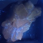 1Fluorescent Dogtooth Honey Calcite on Purple "Galaxy " Fluorite, Pakistan — photo 5