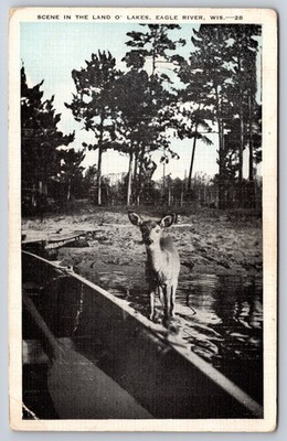 Scene in the Land O' Lakes Eagle River Wisconsin WI Deer 1939 Postcard
