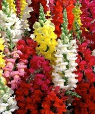 200 Graines De Mufliers Grandes Tailles