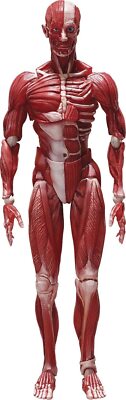 FREEing Human Anatomical Model Figma Actionfigur Mehrfarbig