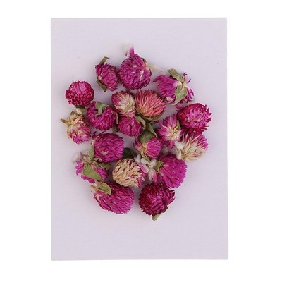 20 Stück getrocknete gepresste Blumen Gomphrena Globosa für DIY Scrapbooking