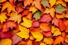 Digital Image Picture Photo Wallpaper Background Desktop AI Art Sample