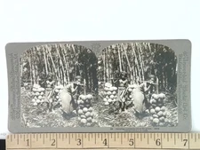 1902 Universal Photo Art Stereoview Java Coconut Palm Carrying Scene