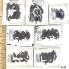 Carabidae sp., 30 ex., A1/A1-, Zambia, L9871