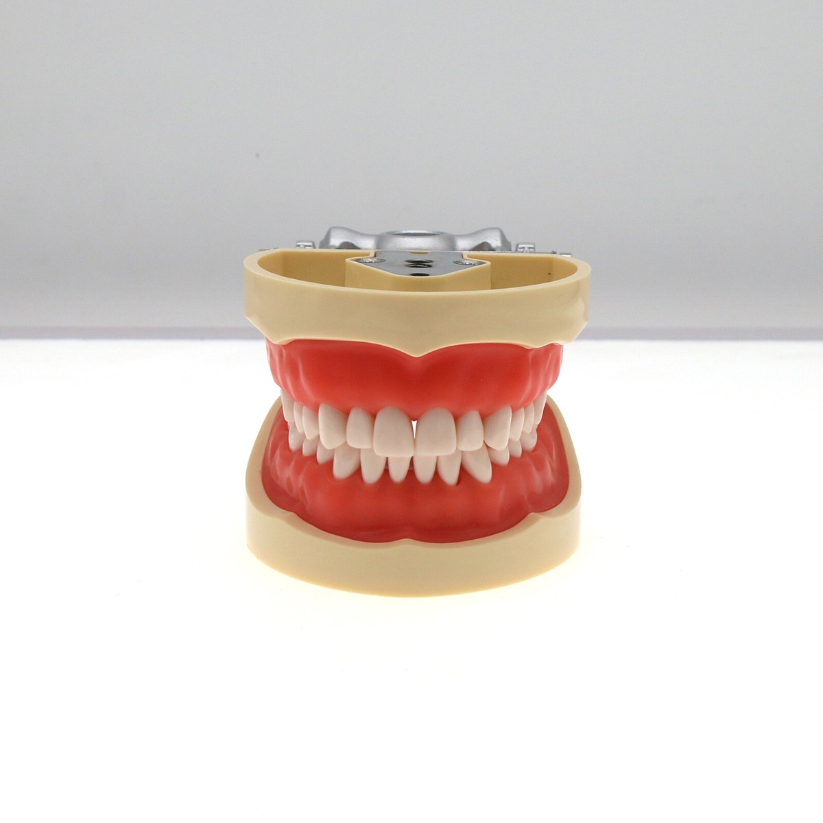その他 NISSIN DENTAL MODEL Periodontal Surgery Area | Periodontal Jaw Model [PER1001-UL