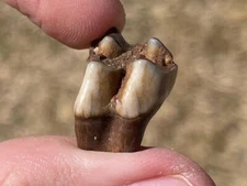 Florida Fossil Deer Tooth Odocoileus virginianus Pleistocene Mammoth Age Mammal