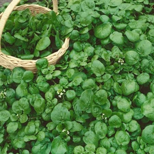 2000+ Watercress Seeds -- True Watercress  -- Chinese Watercress  --- Microgreen