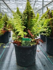 Fern/Grass Polystichum Congestum Indoor/outdoor Plant In 3L Pots Low Maintenance