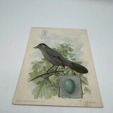 1927 Singer Sewing Machine Catbird American Song Birds Trade Cards Advertising
