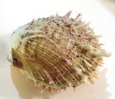 Spiny Oyster shell genus Spondylus Unopened