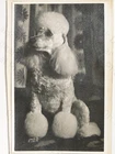 White Poodle Dog Show Cut Groomed Portrait c1950s VTG Photo