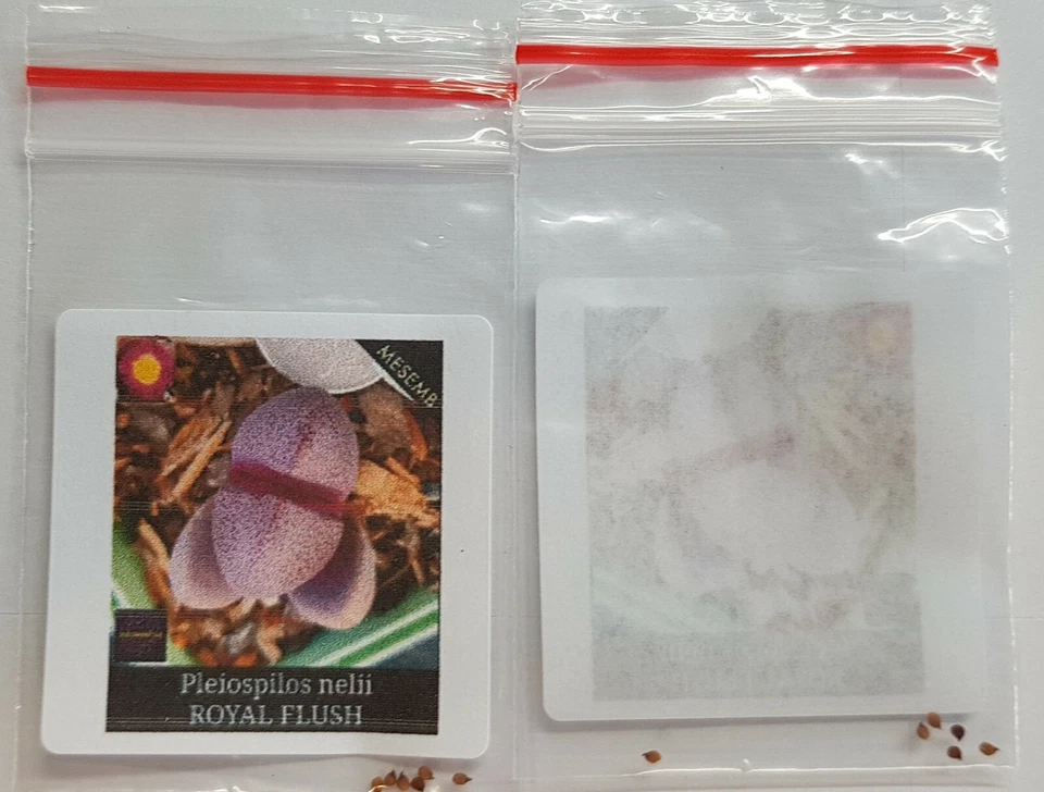 Pleiospilos nelii ROYAL FLUSH 6 x Seeds mesemb LIVING STONE SPLIT ROCK succulen - Image 2 of 4