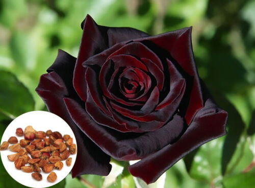 100 Black Baccara True Blood Hybrid Tea Rose Flower Seeds, Exotic Rare Plant - Picture 1 of 5