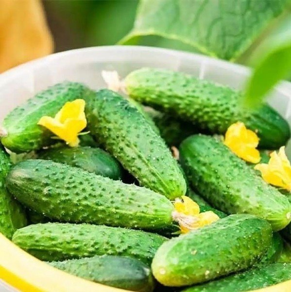 Semillas de pepino Paris Cornichion 1 g Partenocárpico temprano alto rendimiento en todo el mundo