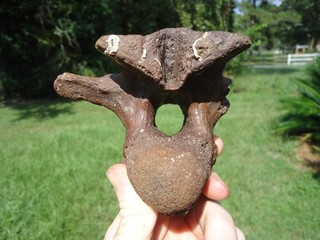 MONSTER SIZED ALLIGATOR VERTEBRA FLORIDA FOSSILS ICE AGE EXTINCT CROCODILE BONES