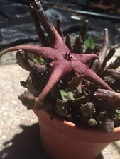 Stapelia Schinzii var. Angolensis 3.5 Inch Potted Plant WELL ROOTED