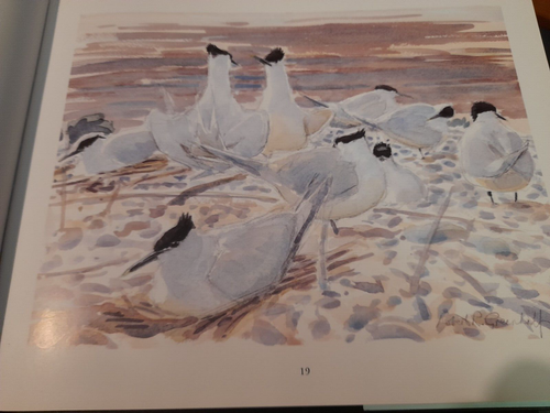 TOWARDS the SEA Robert Greenhalf ART 1st Colour illus ROMNEY MARSH Wales NORFOLK - Imagen 3 de 10