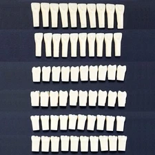 Kilgore NISSIN 200 Fit Dental Individual Typodont Teeth Replacement for 32 Teeth