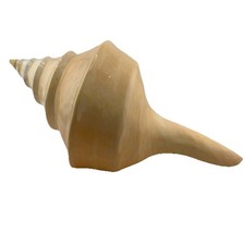 Large Syrinx Auruanus Australian Trumpet Seashell Coastal Nautical Decor Large Syrinx Auruanus Australian Trumpet Seashell Coastal Nautical Decor