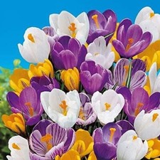 Crocus Species Mix Perennial Bulb Purple, White, Yellow 100 Bulbs
